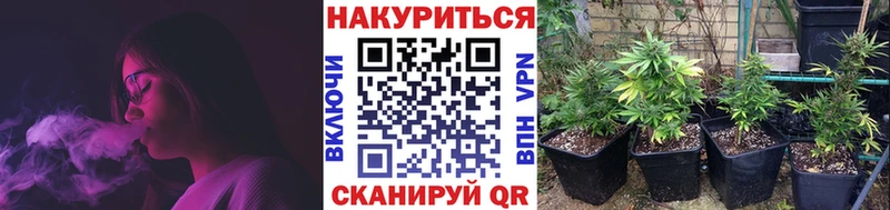 Канабис сатива  Строитель 